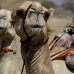 camel_desert_ma_v_0310_egy3585.jpg